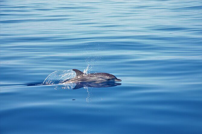 Whale and Dolphin Watching Tour in Madeira - An In-Depth Look at the Whale and Dolphin Watching Experience
