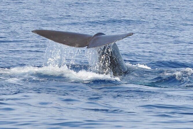 Whale and Dolphin Watching Tour on Pico Island - An In-Depth Look at the Pico Whale and Dolphin Tour