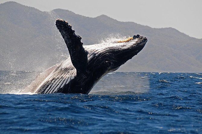 Whale and Dolphin Watching with a Biologist in Puerto Vallarta - Introduction to the Tour