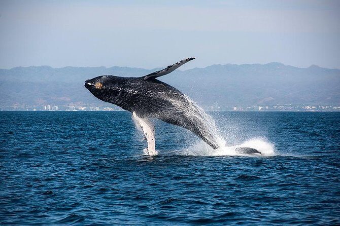 Whale and Dolphin Watching with a Biologist in Puerto Vallarta - The Price and Value