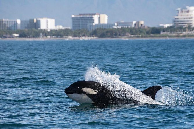 Whale and Dolphin Watching with a Biologist in Puerto Vallarta - FAQs