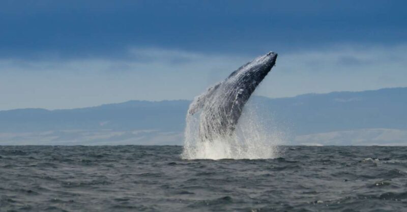 Whale and wildlife watching Private and Semi-Private tours - An Authentic Marine Adventure in Monterey Bay