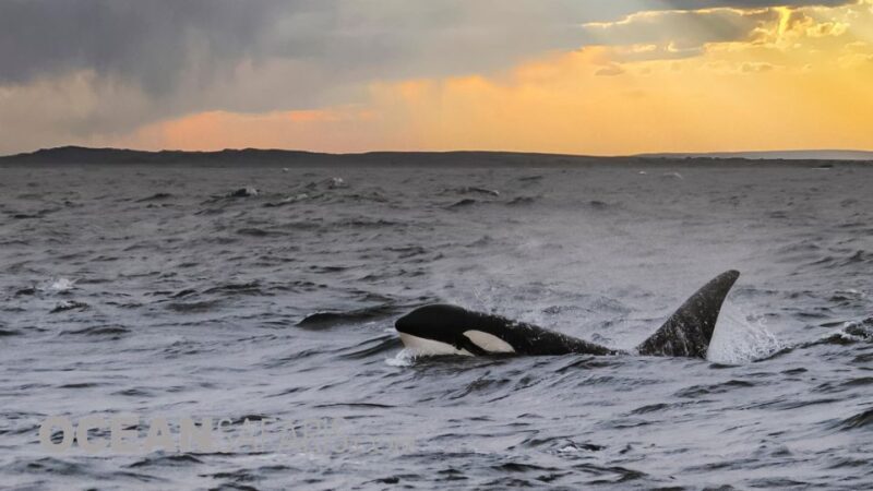 Whale and wildlife watching Private and Semi-Private tours - Who Will Love This Tour?
