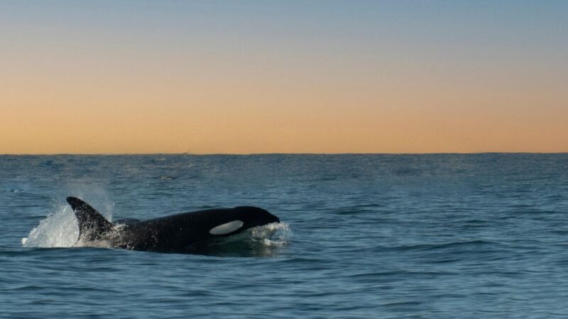 Whale and wildlife watching Private and Semi-Private tours - FAQ