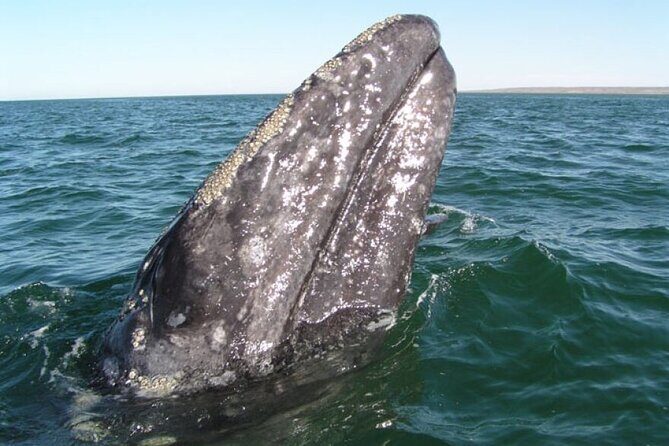Whale and Wildlife Yacht Cruise in Santa Barbara - An In-Depth Look at the Whale and Wildlife Yacht Cruise