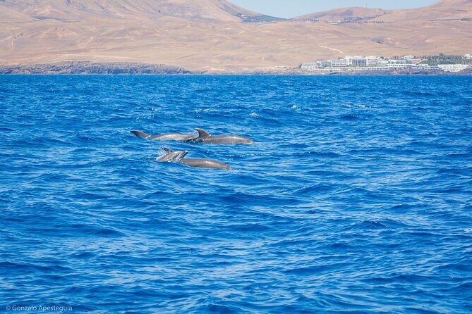 Whale & Dolphin Observation on Silent Catamaran with Hydrophone - FAQ