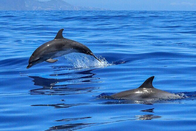 Whale & Dolphin Watching Boat Trip in Tenerife On a Sailing Boat (3 Hr) - Practical Tips for Booking & Enjoying Your Trip