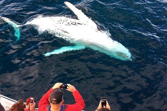 Whale & Dolphin Watching Cruise in Puerto Vallarta All Inclusive - The Experience: What You’ll Likely See and Feel