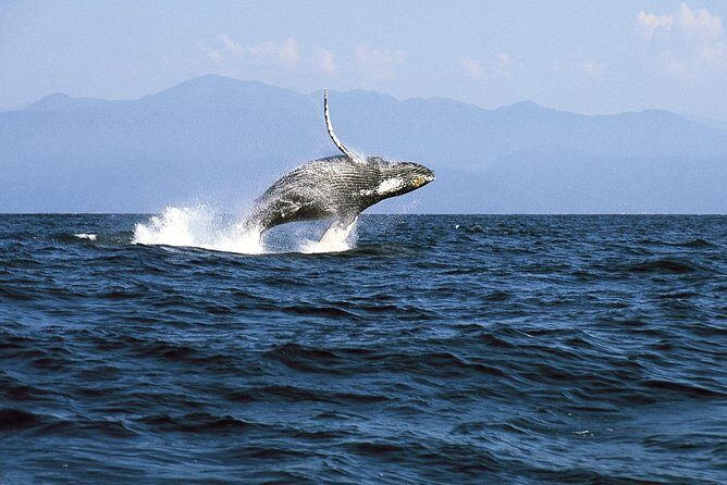 Whale & Dolphin Watching Cruise in Puerto Vallarta All Inclusive - Food, Drinks, and Overall Value
