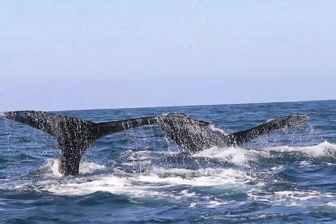 Whale & Dolphin Watching Cruise in Puerto Vallarta All Inclusive - The Sum Up: Who Should Consider This Tour?