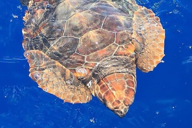 Whale & Dolphin Watching in Madeira - Introduction: A Chance to Connect with Marine Life in Madeira