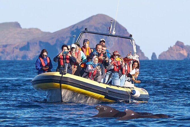 Whale & Dolphin Watching in Madeira - Why This Tour Stands Out