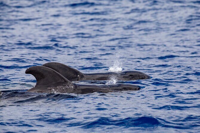 Whale & Dolphin Watching in Madeira - The Sum Up: Who Should Consider This Tour?