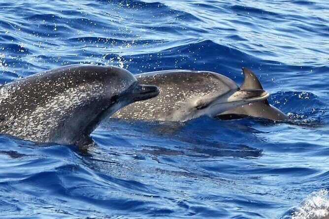 Whale & Dolphin Watching in Madeira - FAQs