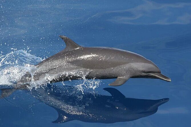 Whale & Dolphin Watching in Tenerife (Puerto Colon) On a Large Catamaran - The Experience of the Large Catamaran