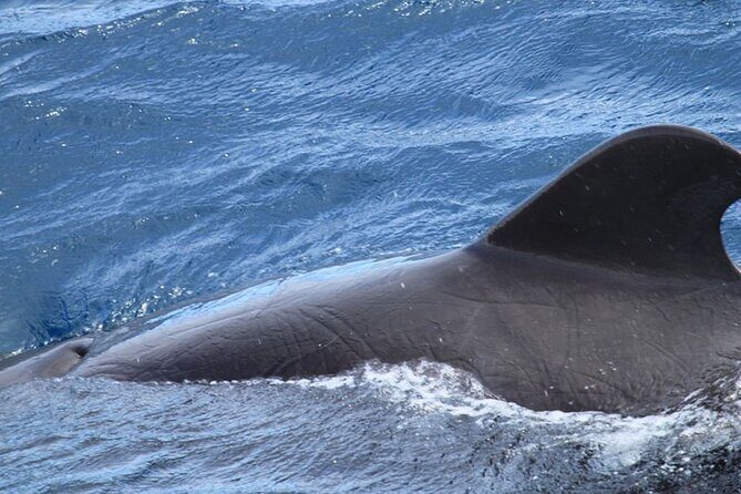 Whale & Dolphin Watching in Tenerife (Puerto Colon) On a Large Catamaran - Authentic Insights from Reviews