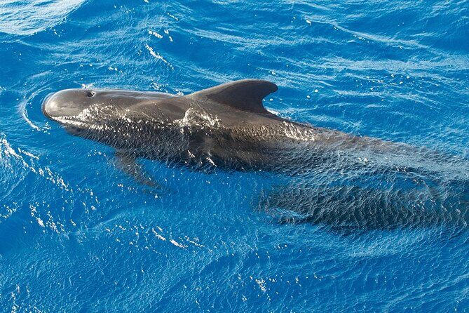 Whale & Dolphin Watching in Tenerife (Puerto Colon) On a Large Catamaran - The Sum Up