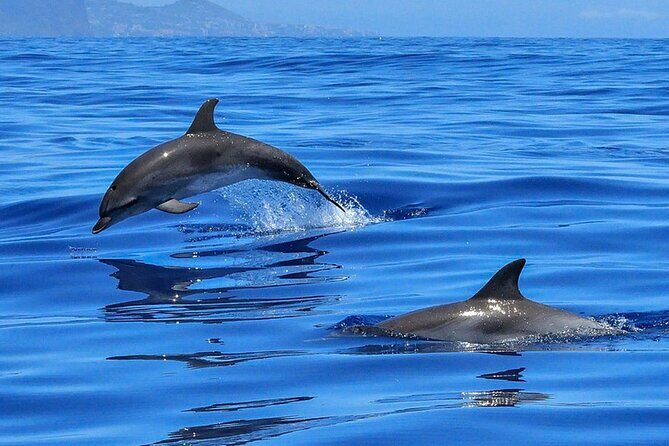 Whale & Dolphin Watching in Tenerife (Puerto Colon) On a Large Catamaran - FAQ