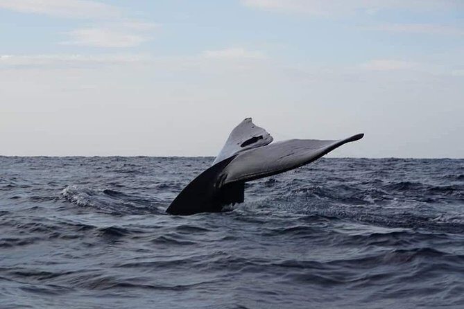 Whale & Dolphin Watching Tour in Trincomalee | Scenic Boat Ride - Key Points