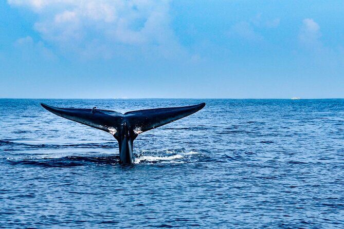 Whale & Dolphin Watching Trincomalee - Whale & Dolphin Watching in Trincomalee: An In-Depth Review