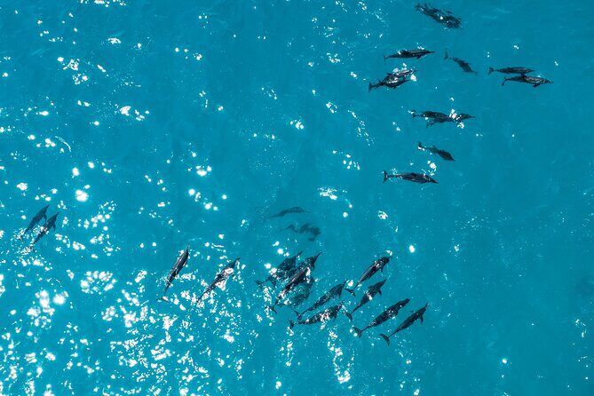 Whale & Dolphin Watching Trincomalee - Key Points