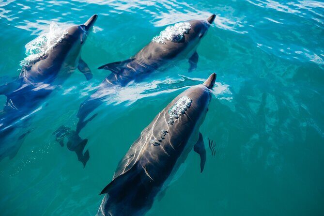 Whale & Dolphin Watching Trincomalee - Real Traveler Insights and Expectations