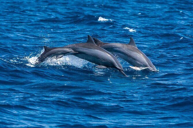 Whale & Dolphin Watching Trincomalee - Why Choose This Tour?