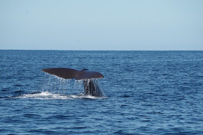 Whale & Dolphin Watching Trincomalee - Frequently Asked Questions