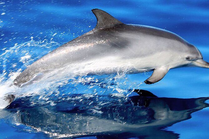 Whale & Dolphin Watching With Mustcat Virgin Coast Trip On a Large Catamaran - An In-Depth Look at the Experience