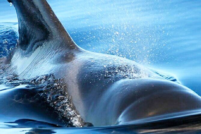 Whale & Dolphin Watching With Mustcat Virgin Coast Trip On a Large Catamaran - FAQ