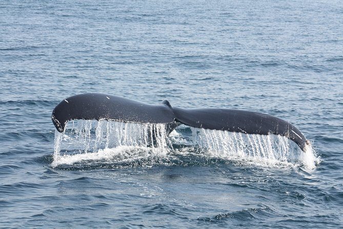 Whale Encounter Puerto Vallarta - Who Will Love This Tour?