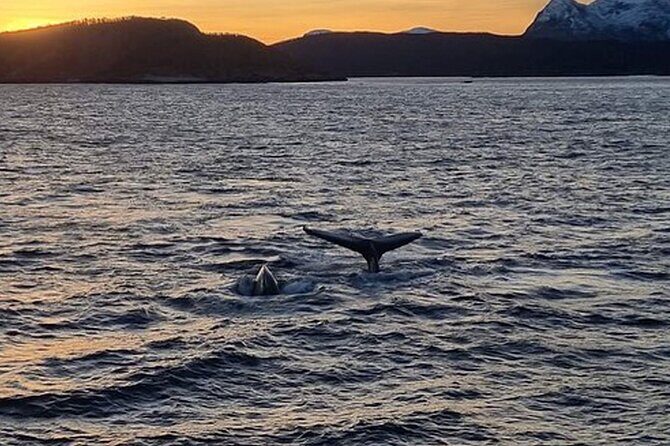 Whale Safari in Tromso - FAQ