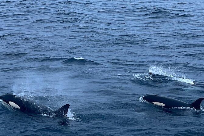 Whale Safari in Tromso - Final Thoughts