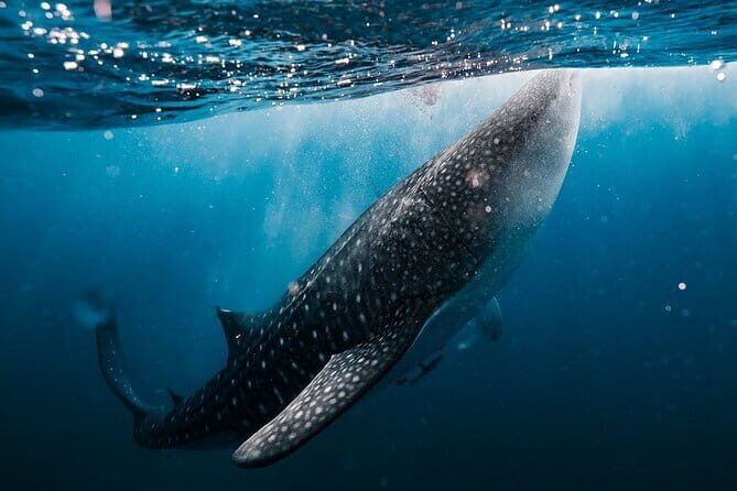 Whale Shark Adventure 2 Days 1 Night Sharing Trip - A Close Encounter with Nature: The Whale Shark Adventure 2 Days 1 Night Sharing Trip