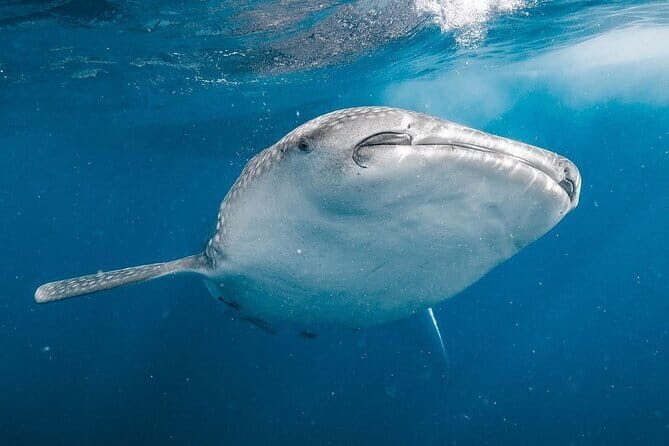 Whale Shark Adventure 2 Days 1 Night Sharing Trip - What’s Included & What’s Not