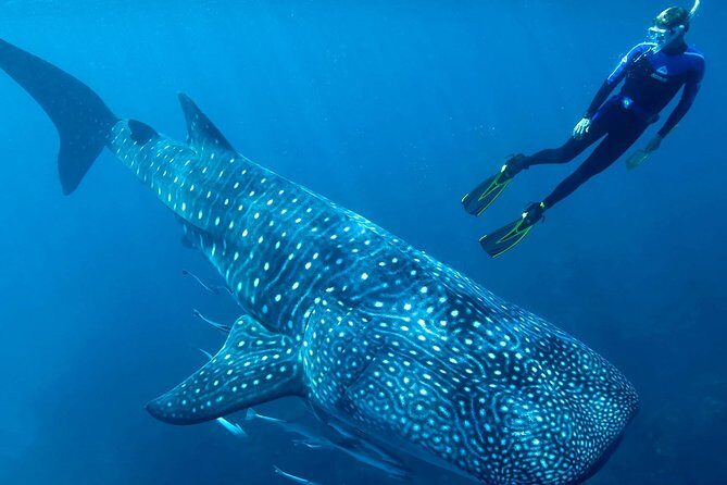 Whale Shark Adventure - Key Points