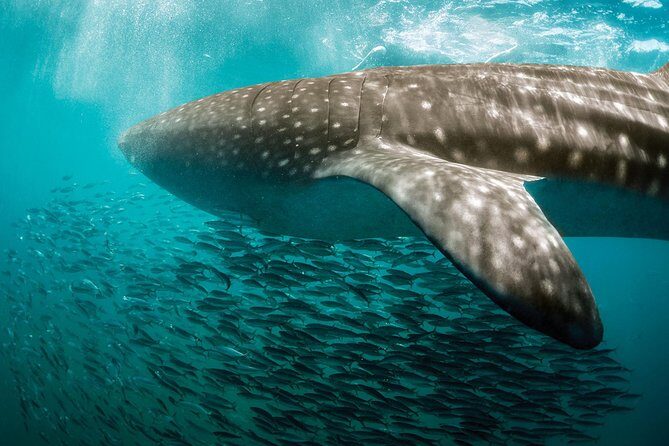 Whale Shark Adventure - An Authentic, Well-Organized Marine Adventure