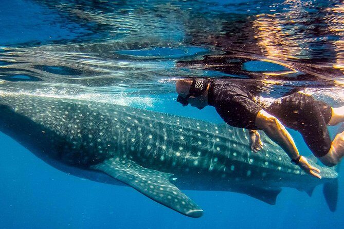 Whale Shark Adventure - Authentic Reviews and Perspectives