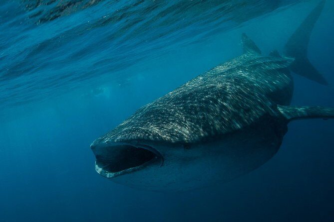 Whale Shark Adventure - FAQ