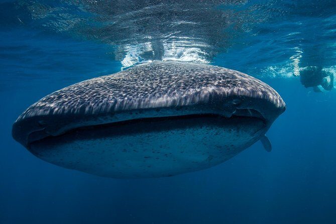 Whale Shark Adventure - The Sum Up