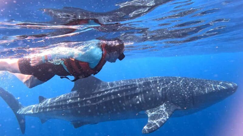 Whale Shark Adventure from Cancun and Mayan Riviera - Key Points