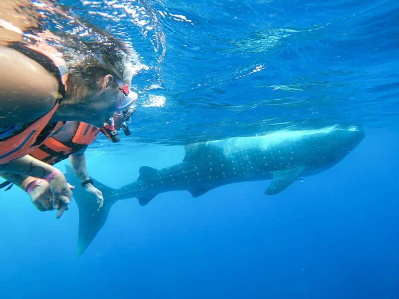 Whale Shark Adventure from Cancun and Mayan Riviera - What Makes This Tour Stand Out?