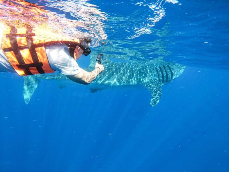 Whale Shark Adventure from Cancun and Mayan Riviera - The Experience in Detail