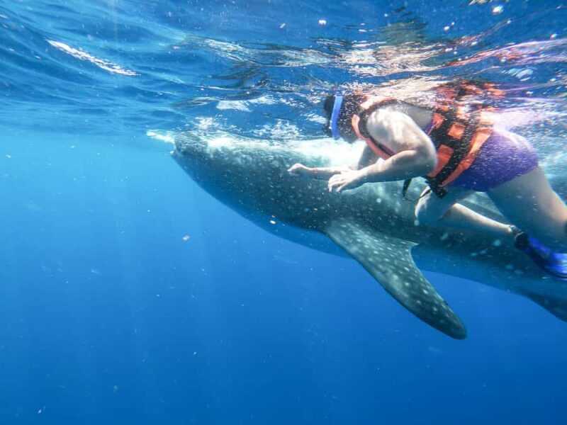 Whale Shark Adventure from Cancun and Mayan Riviera - The Value for Your Money