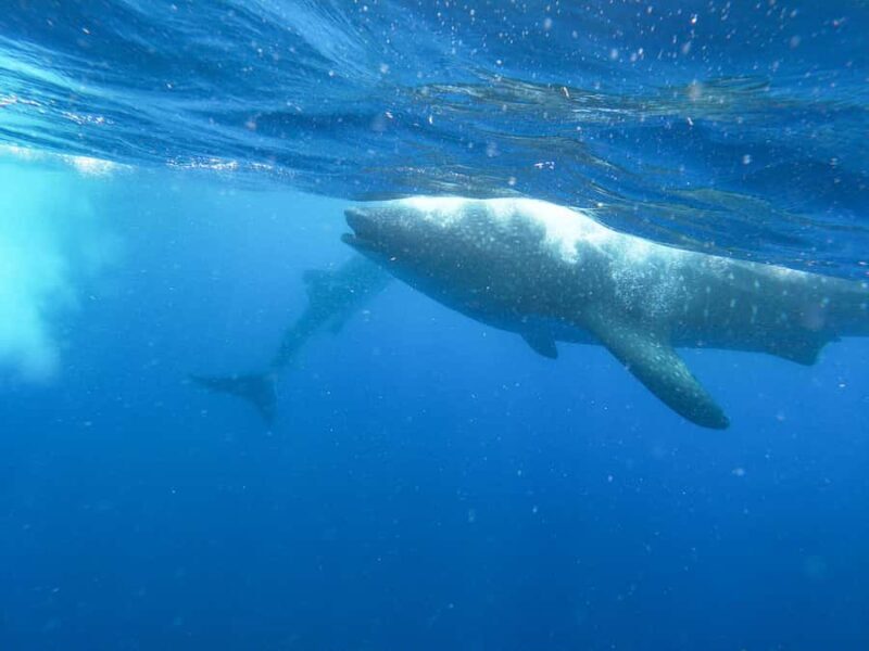 Whale Shark Adventure from Cancun and Mayan Riviera - Who Should Consider This Tour?