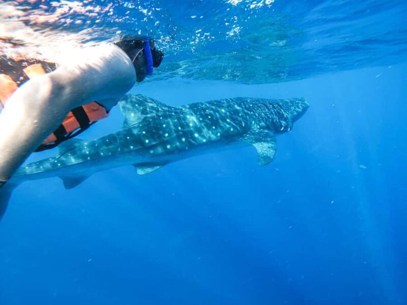 Whale Shark Adventure from Cancun and Mayan Riviera - The Sum Up