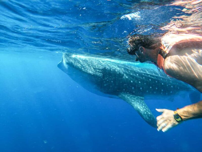 Whale Shark Adventure from Isla Mujeres - What to Expect on the Whale Shark Adventure