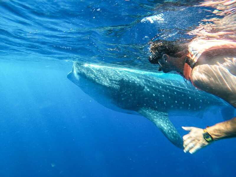 Whale Shark Adventure from Isla Mujeres - What the Reviews Tell Us