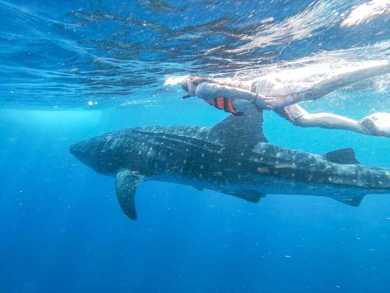 Whale Shark Adventure from Isla Mujeres - Who Should Book This Tour?