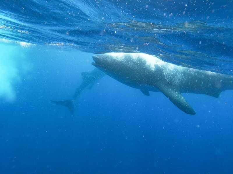 Whale Shark Adventure from Isla Mujeres - Final Thoughts